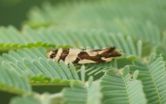 Macrobathra desmotoma