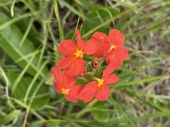 Crossandra greenstockii