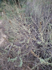 Malacothamnus marrubioides