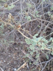 Malacothamnus marrubioides