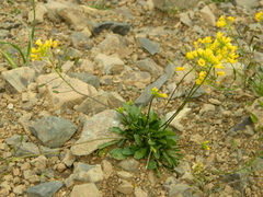 Draba hispida