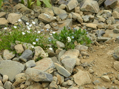 Dichodon cerastoides
