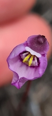 Utricularia uniflora