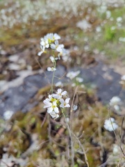 Arabidopsis