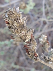 Malacothamnus marrubioides