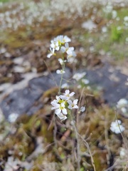 Arabidopsis