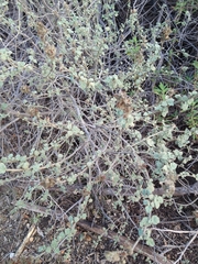 Malacothamnus marrubioides