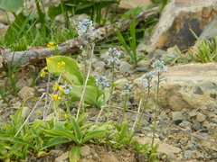 Veronica gentianoides