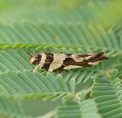 Macrobathra desmotoma