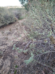 Malacothamnus marrubioides