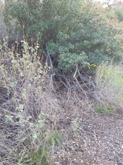 Malacothamnus marrubioides