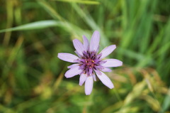 Catananche caerulea