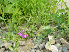 Hedysarum caucasicum