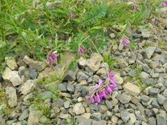 Hedysarum caucasicum