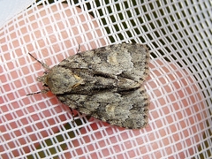 Acronicta strigosa
