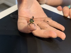 Austrogomphus amphiclitus