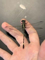 Austrogomphus amphiclitus