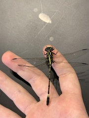 Austrogomphus amphiclitus