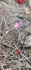 Utricularia uniflora
