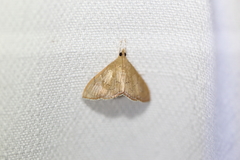 Hyalobathra