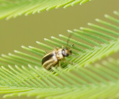 Monolepta subsuturalis