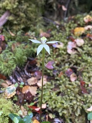 Adenochilus gracilis