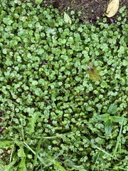 Hydrocotyle microphylla