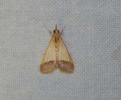 Pseudonoorda rubricostalis