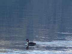 Podiceps cristatus australis