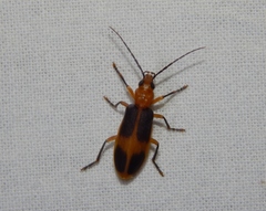 Ditylomorphus inconstans