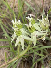 Asclepias eminens