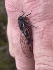 Yoyetta spectabilis