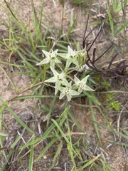 Asclepias eminens