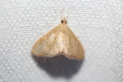 Hyalobathra
