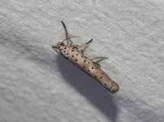 Yponomeuta fumigatus