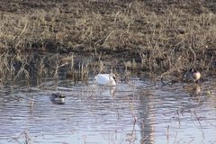 Cygnus columbianus columbianus