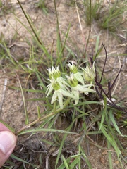 Asclepias eminens