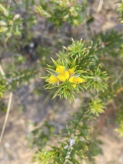 Phyllota