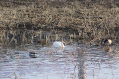 Cygnus columbianus columbianus