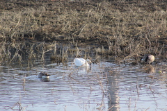Cygnus columbianus columbianus