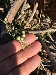 Convolvulus erubescens