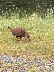 Gallirallus australis australis