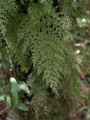 Hymenophyllum demissum