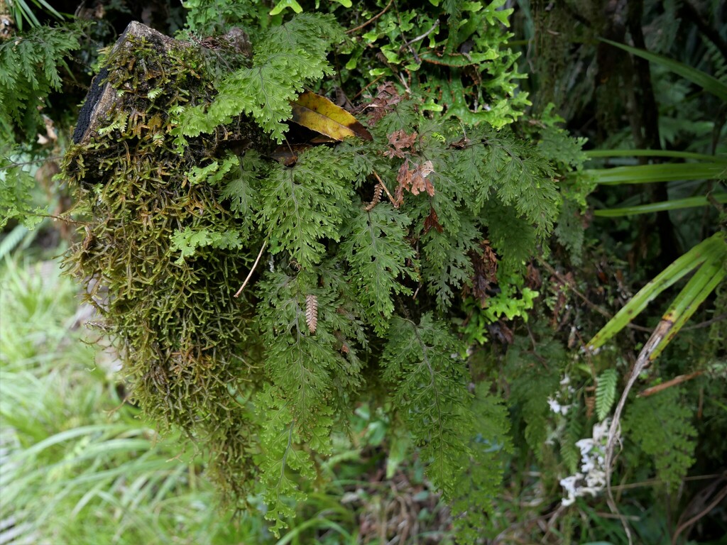 Rough Filmy Fern