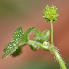 Hydrocotyle acutiloba