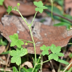 Hydrocotyle acutiloba