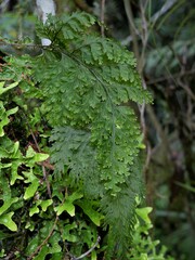 Hymenophyllum scabrum