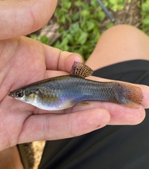 Poecilia sphenops