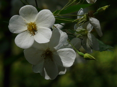 Rosa brunonii
