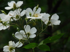 Rosa brunonii